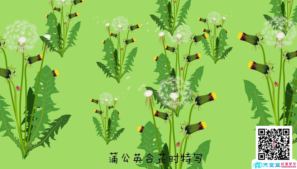 金色的草地-蒲公英開.jpg