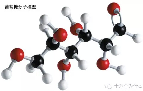 為什么說(shuō)葡萄糖是人體內(nèi)最重要的能量來(lái)源