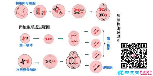 為什么胚胎染色體異常?.jpg 為什么胚胎染色體異常?.jpg