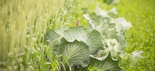 有機(jī)蔬菜更有營養(yǎng)嗎mg科普動(dòng)畫制作