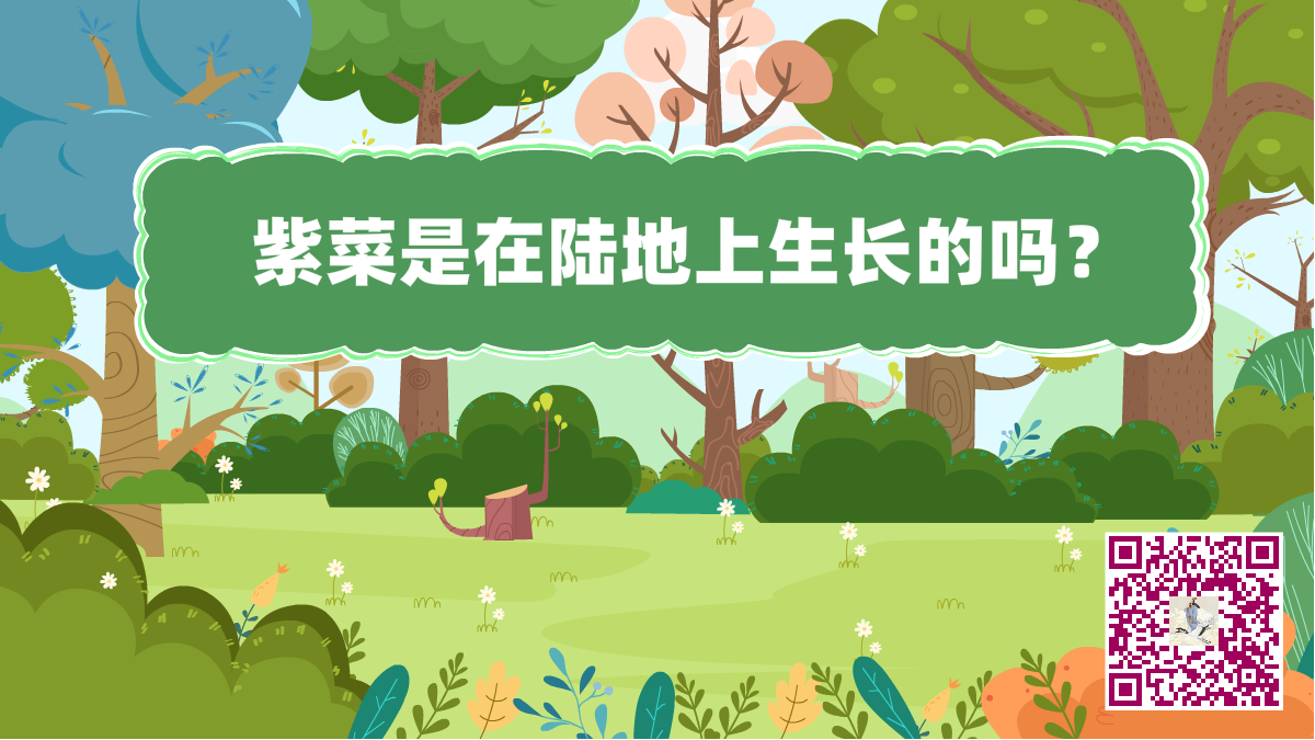十萬(wàn)個(gè)為什么標(biāo)題(紫菜生長(zhǎng))1200.png 十萬(wàn)個(gè)為什么標(biāo)題(紫菜生長(zhǎng))1200.png
