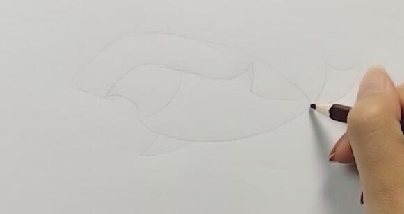 1、先用鉛筆勾畫出鯊魚的形狀。畫出鯊魚的頭部和身體。留出嘴巴位置。.jpg