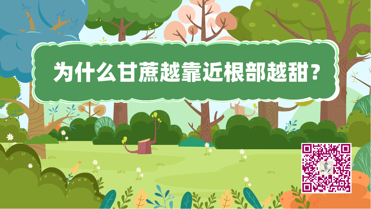 十萬個為什么標題(甘蔗根部)1200.png 十萬個為什么標題(甘蔗根部)1200.png