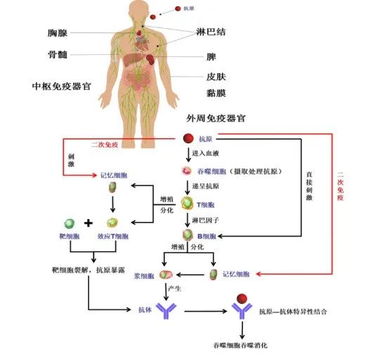 黃鶴樓動漫 黃鶴樓動漫