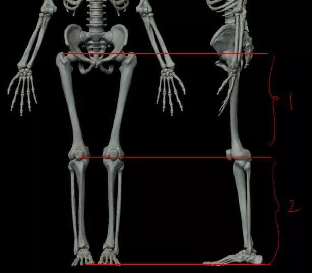 動漫人物大腿怎么畫？.jpg