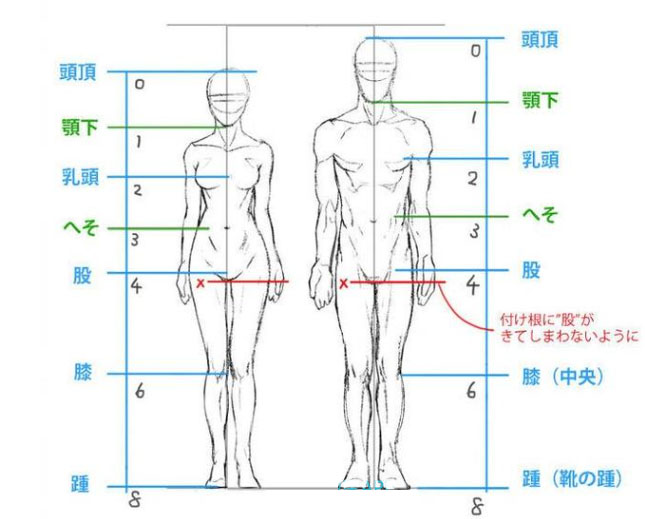 大腿小腿各兩頭.jpg 大腿小腿各兩頭.jpg
