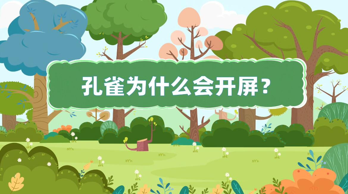 孔雀為什么會開屏科普動畫 孔雀為什么會開屏科普動畫