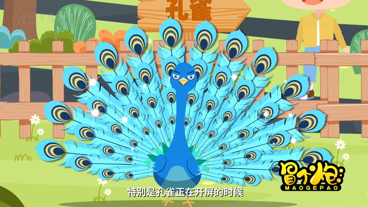 孔雀開屏科普動畫制作 孔雀開屏科普動畫制作