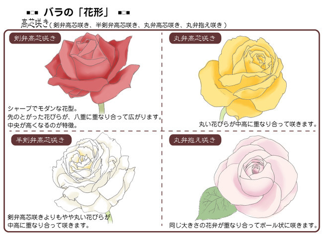 各種花的簡單畫法，一步一步教你畫鮮花