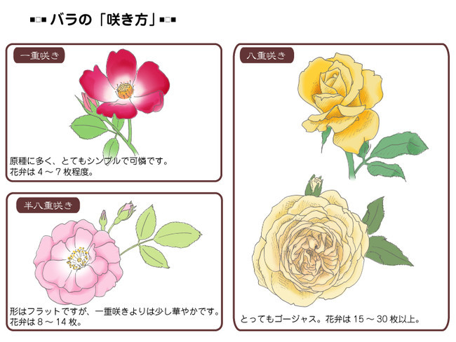 各種花的簡單畫法，一步一步教你畫鮮花