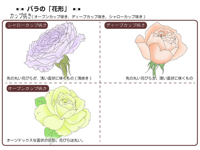 各種花的簡單畫法，一步一步教你畫鮮花