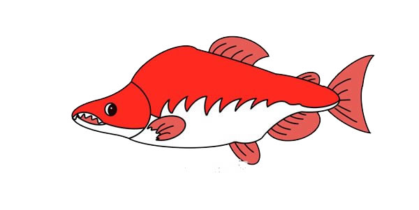 大馬哈魚(yú)簡(jiǎn)筆畫(huà)畫(huà)法圖片