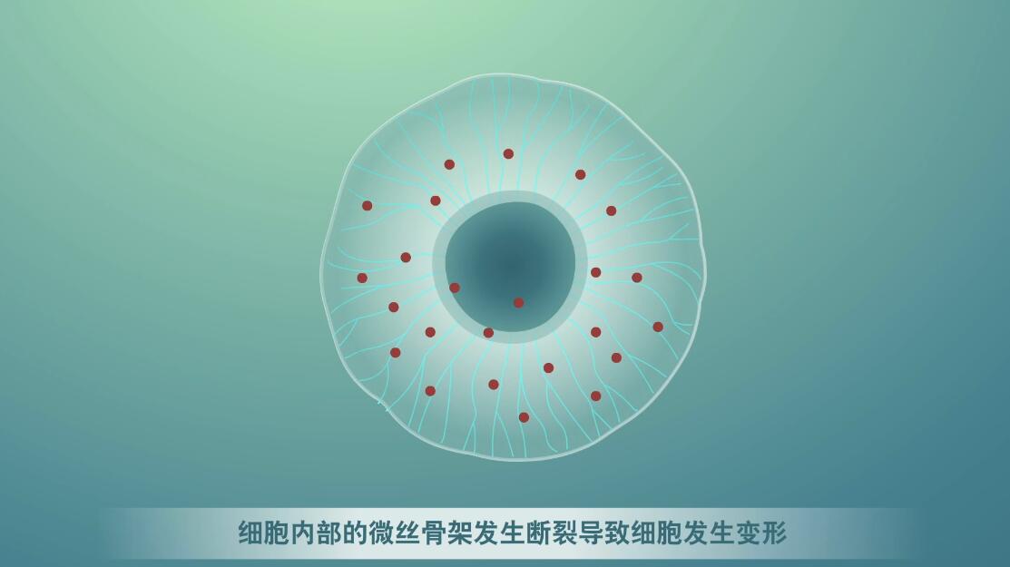 Flash動(dòng)畫制作《細(xì)胞囊泡生物治療》醫(yī)學(xué)動(dòng)漫宣傳片囊細(xì)胞.jpg Flash動(dòng)畫制作《細(xì)胞囊泡生物治療》醫(yī)學(xué)動(dòng)漫宣傳片囊細(xì)胞.jpg