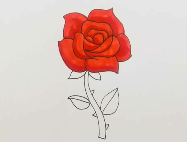 盛開玫瑰花簡(jiǎn)筆畫