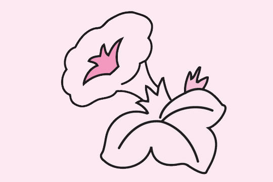 牽牛花簡筆畫圖片