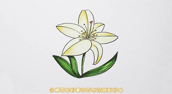 百合花簡(jiǎn)筆畫步驟圖解教程