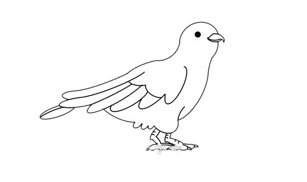 杜鵑鳥簡筆畫 杜鵑鳥簡筆畫畫法步驟圖片