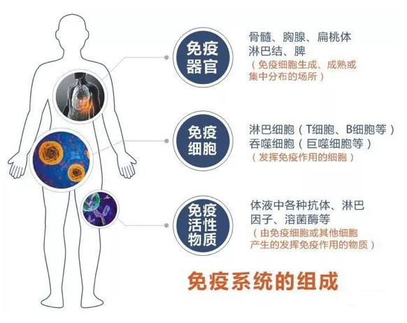吃什么可以提高免疫力？