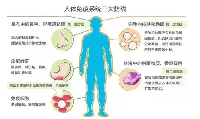 吃什么可以提高免疫力？