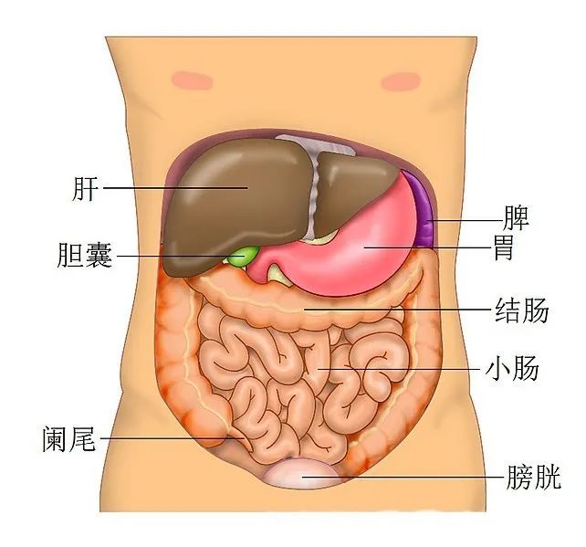 新冠病毒疫情中的救命神器“人工肝”，是怎樣煉成的？