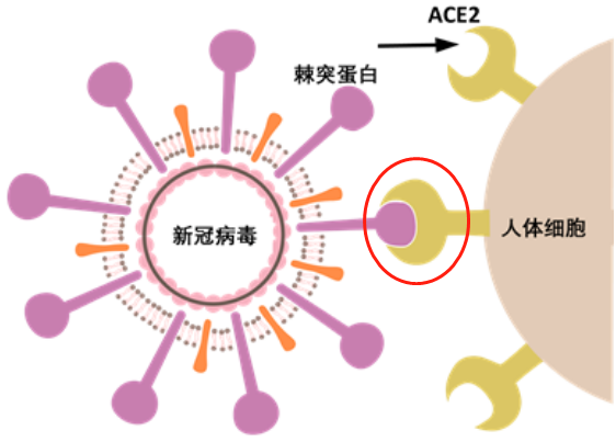 新冠病毒導(dǎo)致男性不育，有科學(xué)根據(jù)嗎？