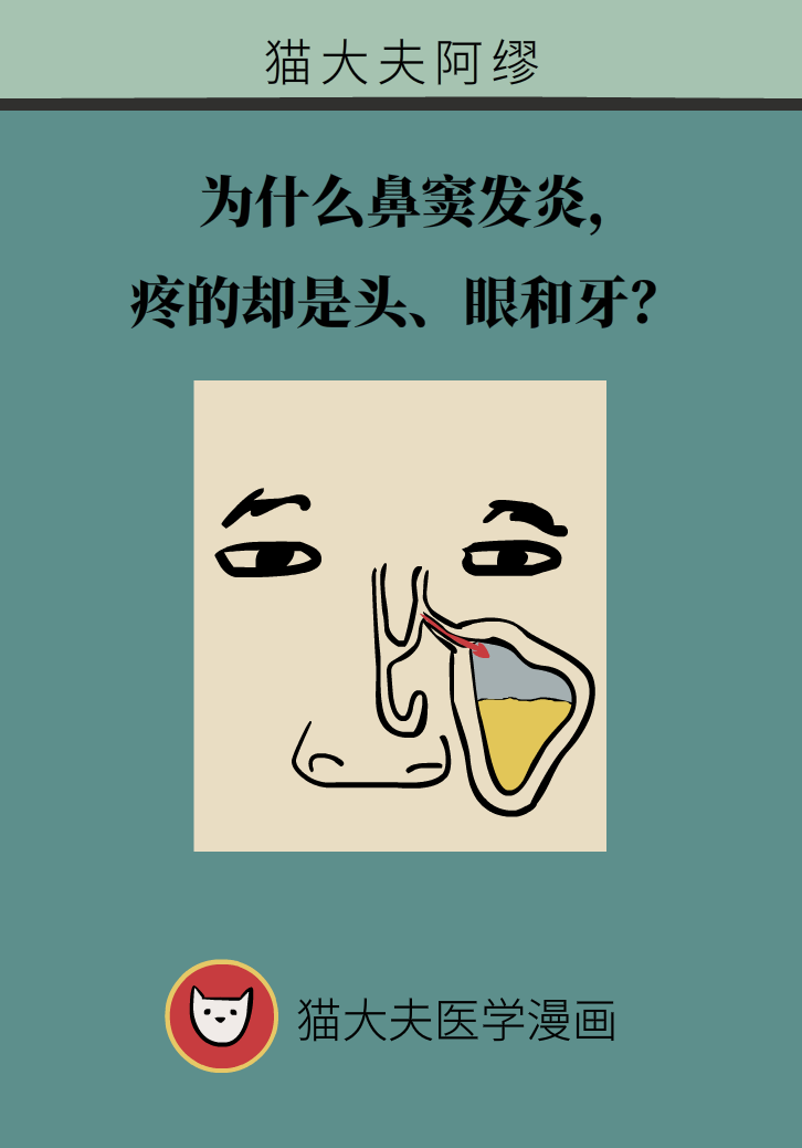 為什么鼻竇發(fā)炎，疼的卻是頭、眼和牙？