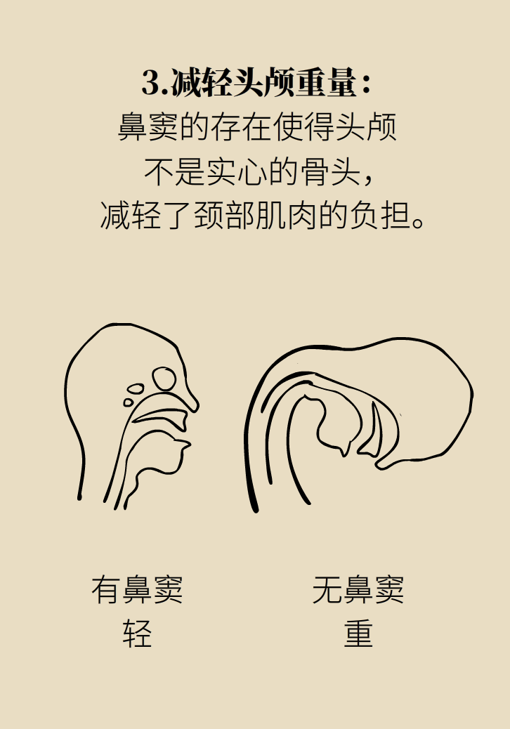 為什么鼻竇發(fā)炎，疼的卻是頭、眼和牙？