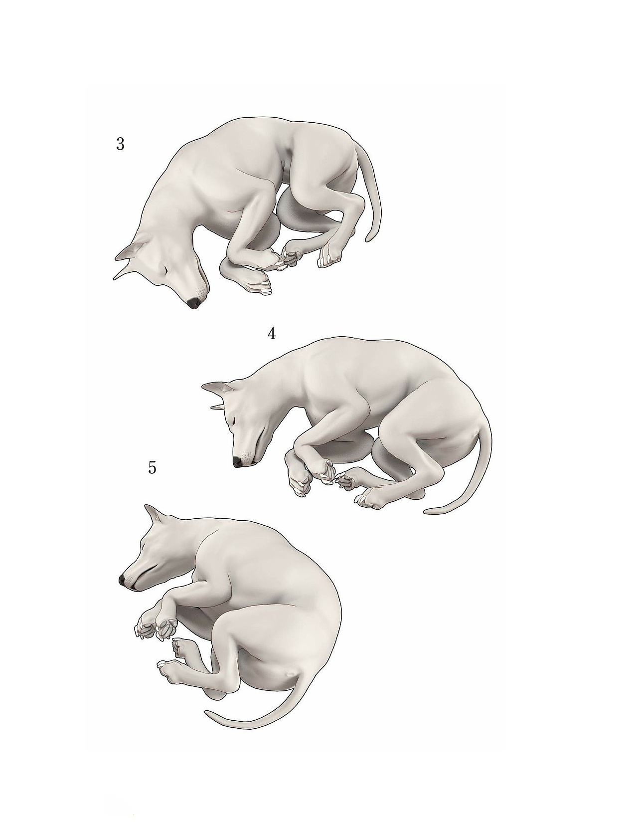 貓?jiān)趺串?huà)，狗狗怎么畫(huà)？貓、犬の繪畫(huà)方法