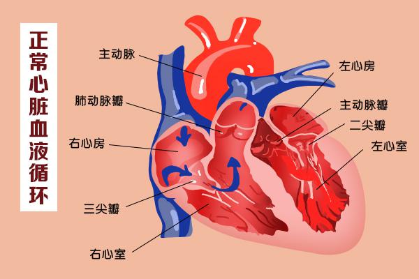 這幾扇“門”，決定了血液的流向