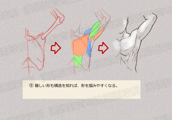 零基礎(chǔ)學(xué)繪畫教程！如何正確掌握繪畫人體結(jié)構(gòu)？
