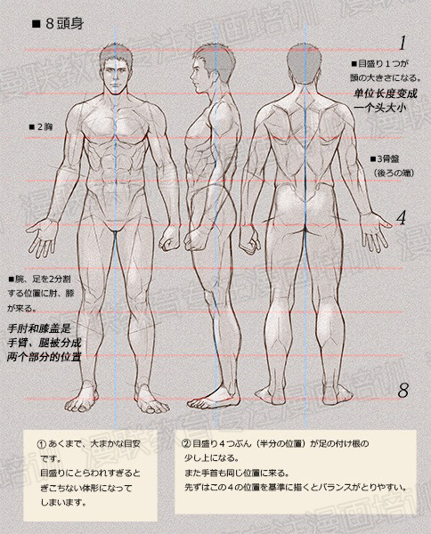 零基礎(chǔ)學(xué)繪畫教程！如何正確掌握繪畫人體結(jié)構(gòu)？