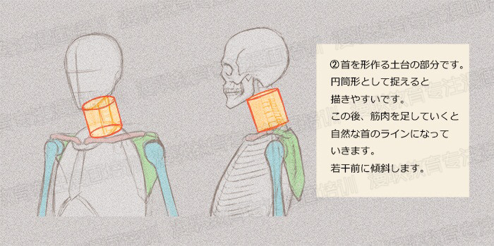 零基礎(chǔ)學(xué)繪畫教程！如何正確掌握繪畫人體結(jié)構(gòu)？