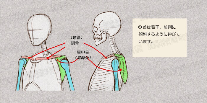 零基礎(chǔ)學(xué)繪畫教程！如何正確掌握繪畫人體結(jié)構(gòu)？
