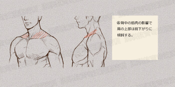 零基礎(chǔ)學(xué)繪畫教程！如何正確掌握繪畫人體結(jié)構(gòu)？