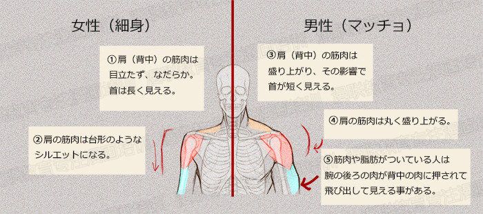零基礎(chǔ)學(xué)繪畫教程！如何正確掌握繪畫人體結(jié)構(gòu)？