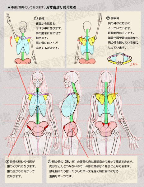 零基礎(chǔ)學(xué)繪畫教程！如何正確掌握繪畫人體結(jié)構(gòu)？