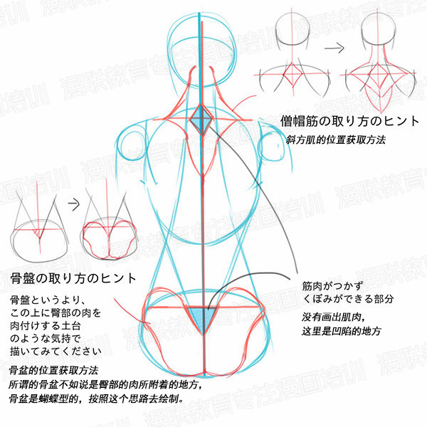 「教程」如何正確掌握人體結(jié)構(gòu) part 01 男女背部的區(qū)別畫法 「教程」如何正確掌握人體結(jié)構(gòu) part 01 男女背部的區(qū)別畫法