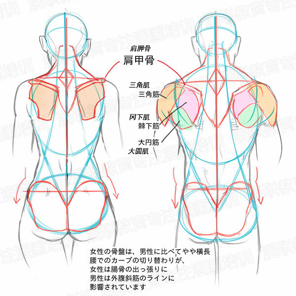 「教程」如何正確掌握人體結(jié)構(gòu) part 01 男女背部的區(qū)別畫法 「教程」如何正確掌握人體結(jié)構(gòu) part 01 男女背部的區(qū)別畫法
