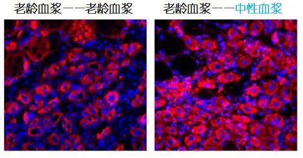 重返年輕不用大換血，只要給血液“兌點(diǎn)水”？
