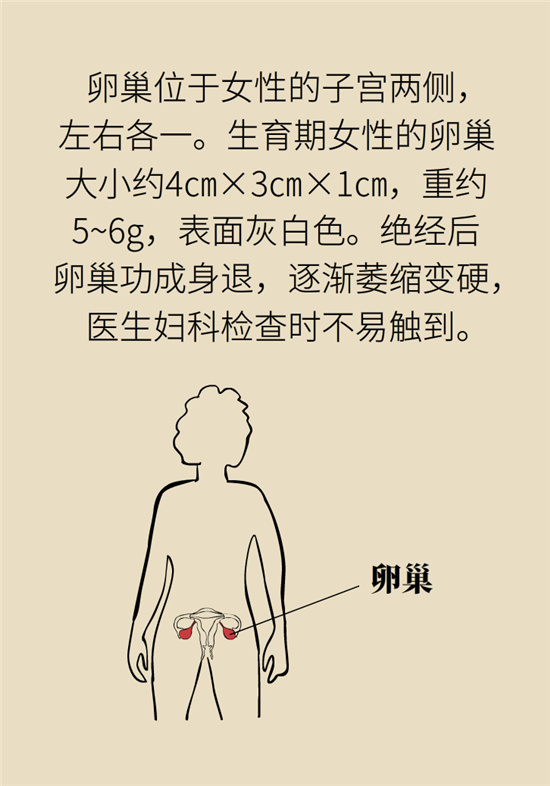 卵巢囊腫科普動漫：卵巢囊腫是腫瘤嗎？要學會這樣區(qū)分