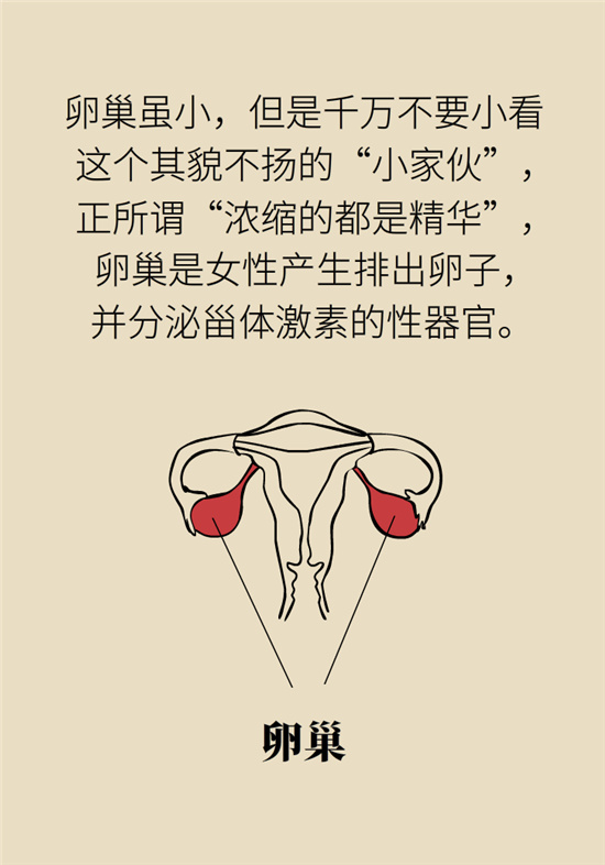 卵巢囊腫科普動漫：卵巢囊腫是腫瘤嗎？要學會這樣區(qū)分