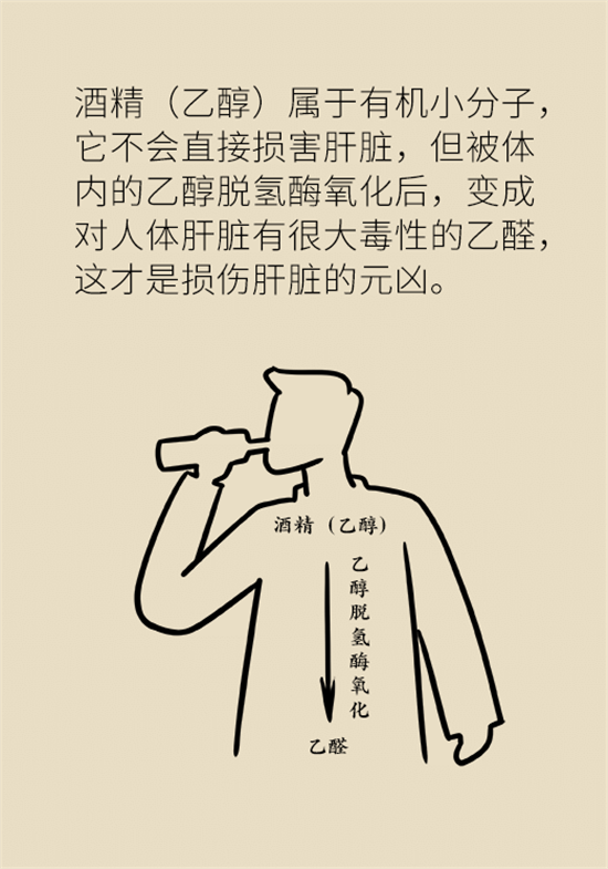 喝酒之后會傷肝？這個因素很重要