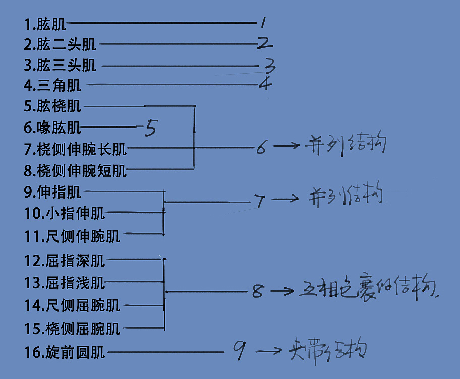「動漫設(shè)計」分享一波繪畫專用人體解剖素材 part 07 「動漫設(shè)計」分享一波繪畫專用人體解剖素材 part 07