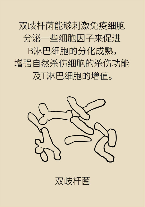 益生菌真能提高免疫力嗎？專家提醒注意這8點(diǎn)