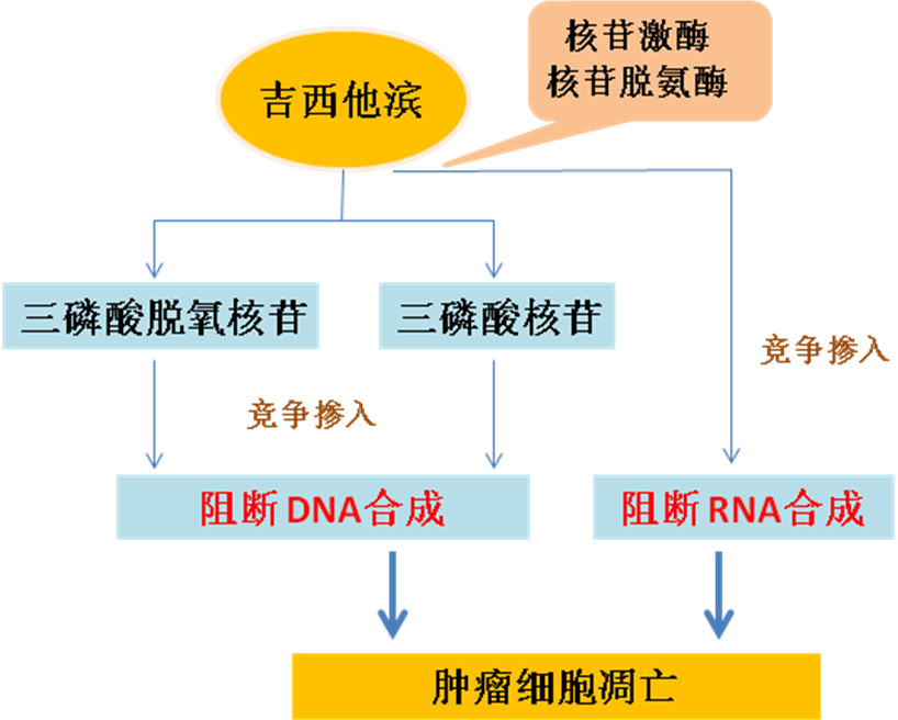 同樣的藥，為什么對他有效卻對你沒效果，可能得問腸道菌群