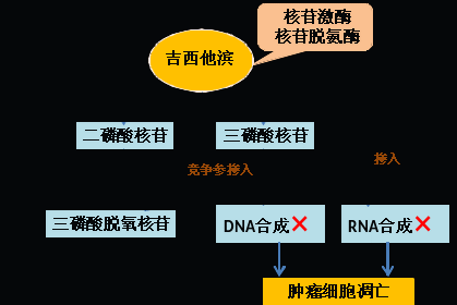 同樣的藥，為什么對他有效卻對你沒效果，可能得問腸道菌群