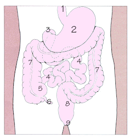 消化道示意圖，1.食道 2.胃 3.十二指腸 4.小腸 5.盲腸 6.闌尾 7.大腸 8.直腸 9.肛門
