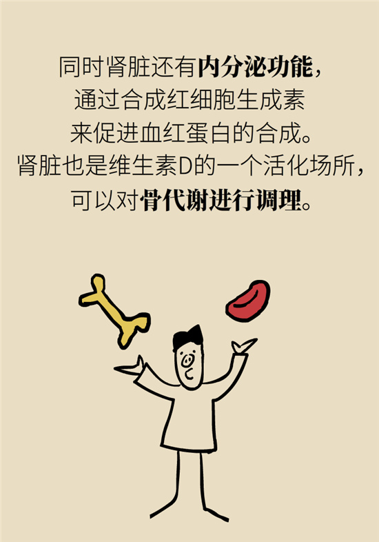 經(jīng)常憋尿會(huì)得急性腎炎？