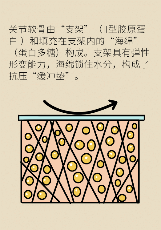 人老關(guān)節(jié)也會老嗎？