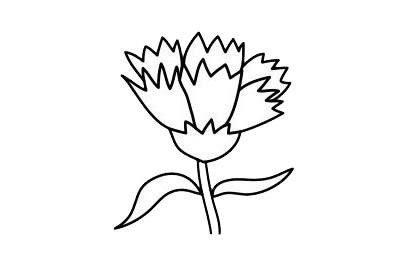康乃馨 康乃馨簡(jiǎn)筆畫圖片
